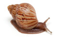 Lissachatina craveni juvenil